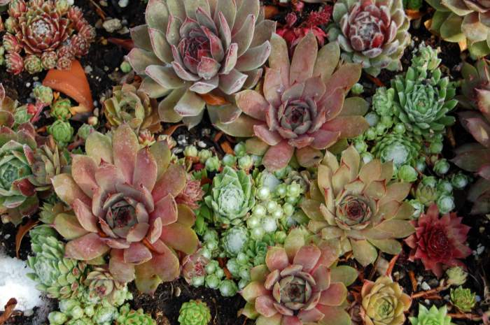 Sempervivum Dachwurz Hauswurz